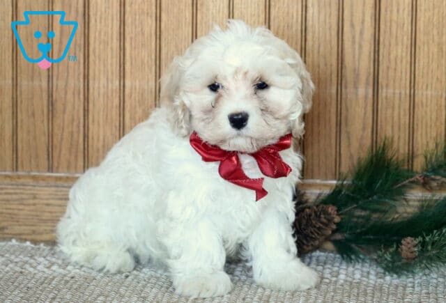 Snicker Cavachon2 image