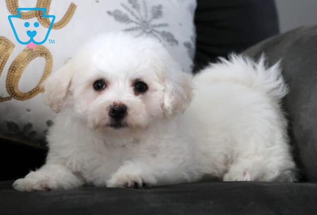 Fluffy white Bichon Frise puppy resting on a dark couch, featuring bright round eyes, a soft cotton-like coat, and a relaxed pose with decorative pillows in the background. image