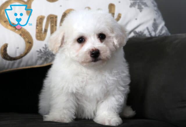 White Bichon Frise puppy sitting upright on a dark couch, with a fluffy curly coat, round dark eyes, and a soft holiday-style pillow in the background. image