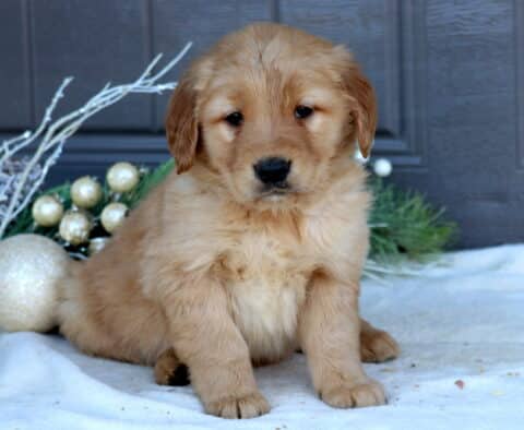 Sonny Golden Retriever