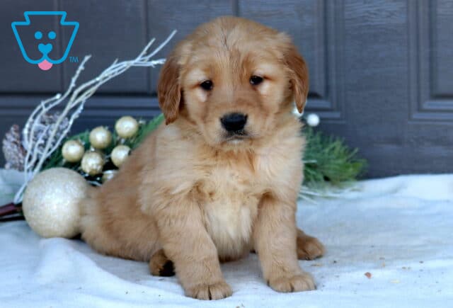 Sonny Golden Retriever image