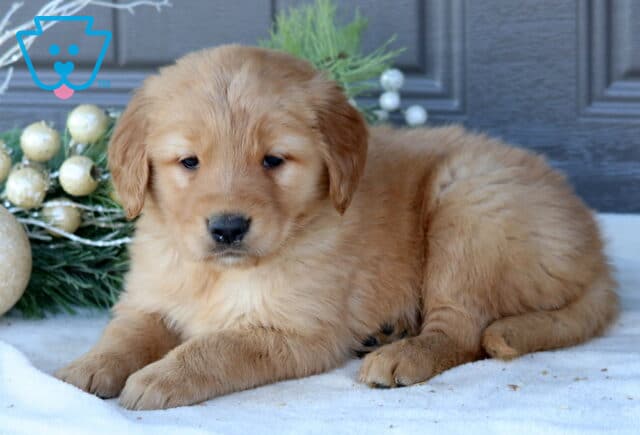Sonny Golden Retriever2 image