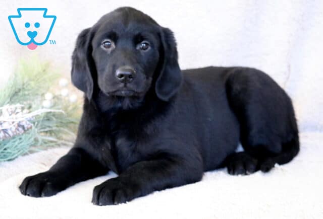 Sophia Goldador image