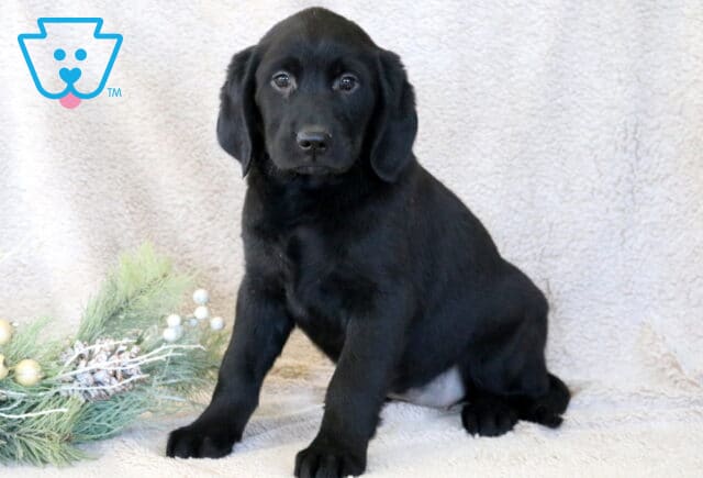 Sophia Goldador2 image