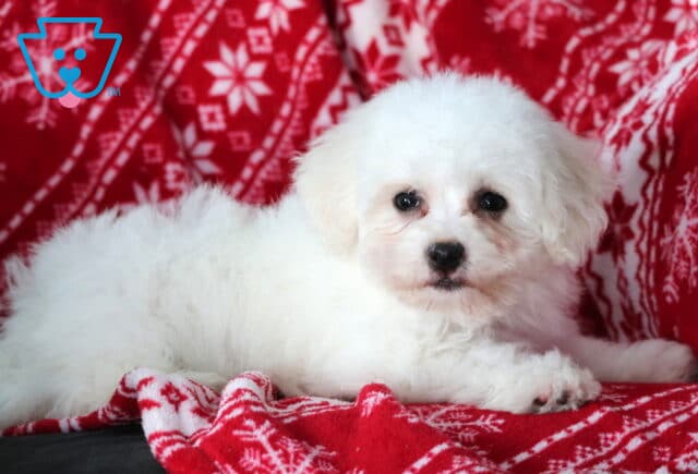 Fluffy white Bichon Frise puppy lying on a red snowflake-patterned blanket, with a soft curly coat, dark expressive eyes, and a calm, cozy pose.I’m image