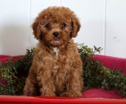 Sophie Cavapoo