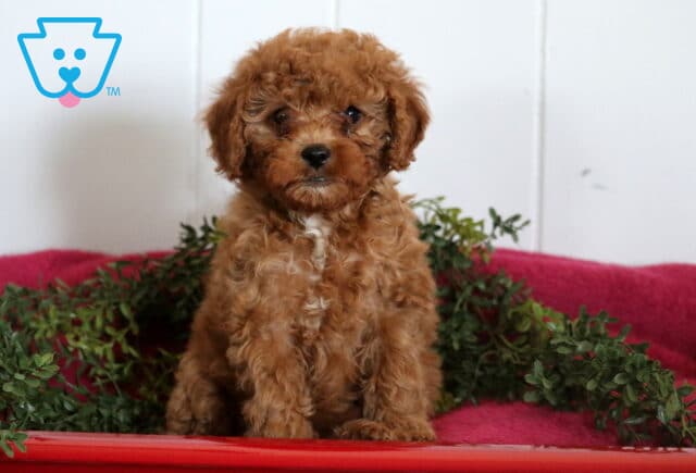 Sophie Cavapoo image