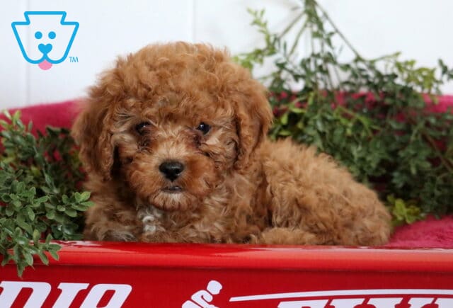 Sophie Cavapoo2 image