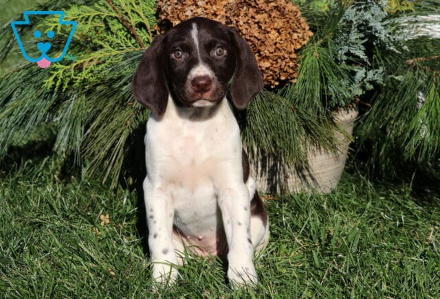 German Shorthaired Pointer puppy with a dark chocolate-brown head and white body sitting in the grass, featuring a white blaze on the face and speckled paws, posed in front of evergreen branches. image