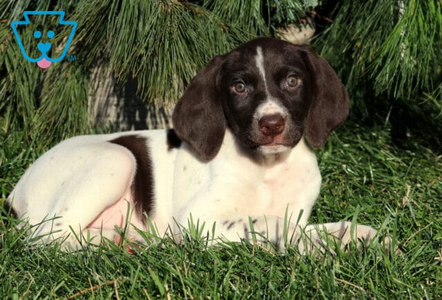 German Shorthaired Pointer puppy with a chocolate-brown head and large white patches lying in the grass, looking calmly at the camera in front of pine branches. image