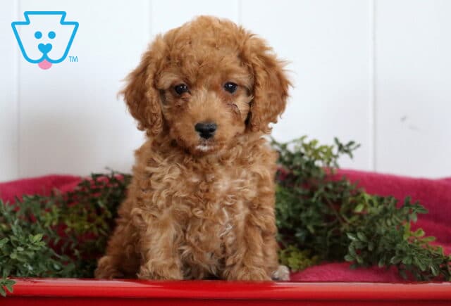 Sparkle Cavapoo image