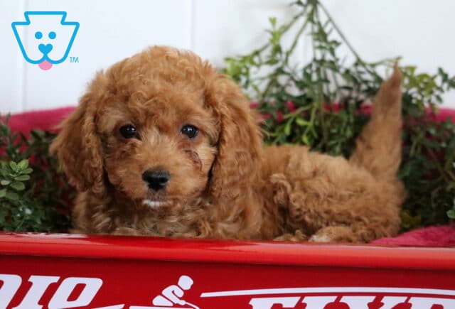 Sparkle Cavapoo2 image