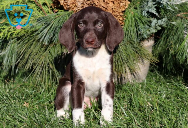 German Shorthaired Pointer puppy with a rich chocolate-brown head and white chest sitting in the grass, featuring speckled front paws and bright expressive eyes in front of evergreen branches. image