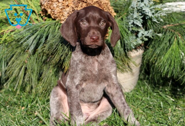 German Shorthaired Pointer puppy with a chocolate-brown head and roan-patterned body sitting in the grass, posing in front of lush evergreen branches with a calm, attentive expression. image