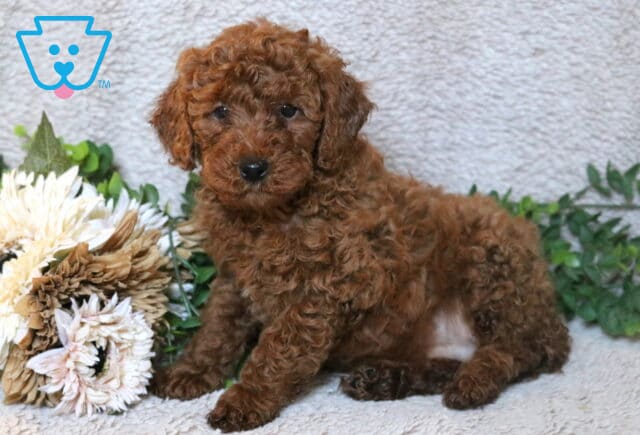 Red Mini Poodle puppy sitting on a soft neutral blanket next to cream-colored flowers and greenery, featuring a curly coat and a small white patch on the chest. image