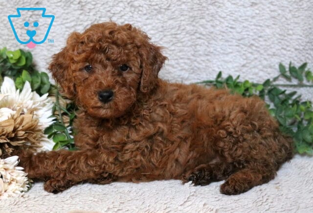 Red Mini Poodle puppy lying on a soft neutral blanket beside cream-colored flowers and green foliage, showing a curly coat and relaxed pose. image