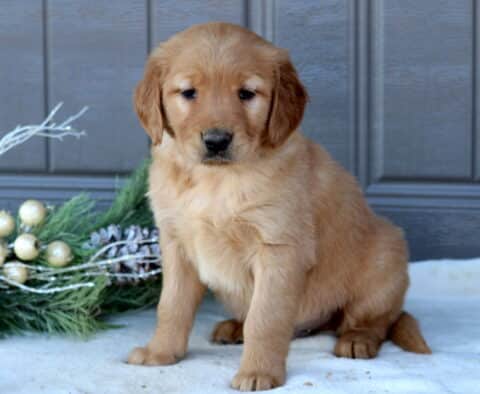 Spike Golden Retriever