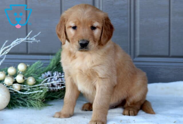 Spike Golden Retriever image