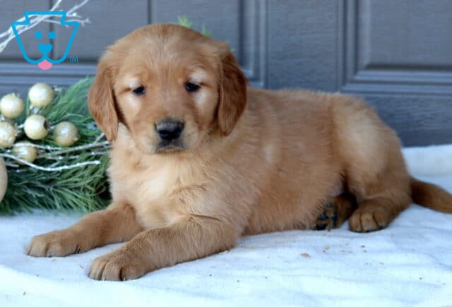 Spike Golden Retriever2 image