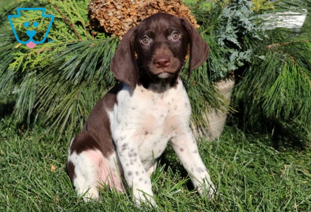 Adorable German Shorthaired Pointer puppy with a chocolate-brown head and white speckled body sitting in the grass in front of evergreen branches, looking up with bright green eyes. image