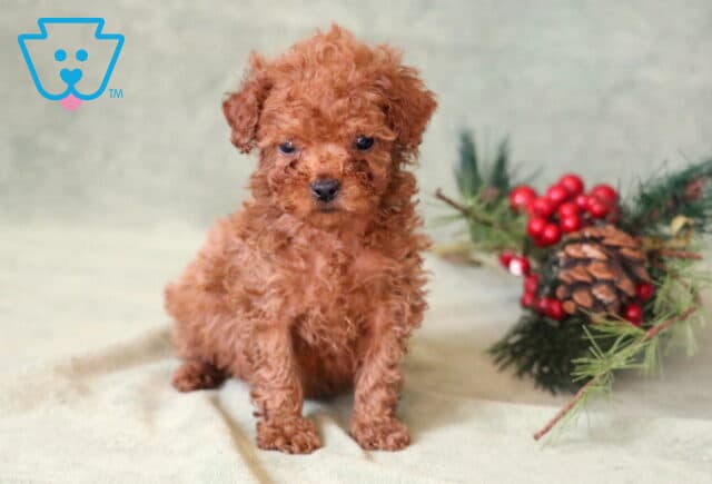 Sprinkles Toy Poodle image
