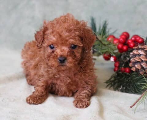 Sprinkles Toy Poodle2