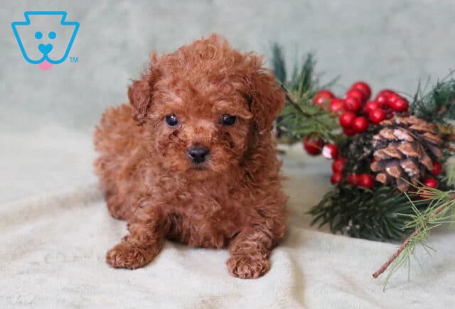 Sprinkles Toy Poodle2 image
