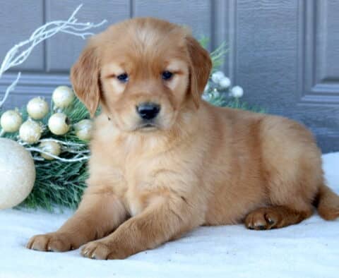 Star Golden Retriever