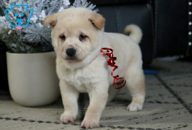 Star Shiba Inu image