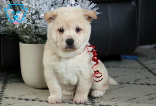 Star Shiba Inu2 image