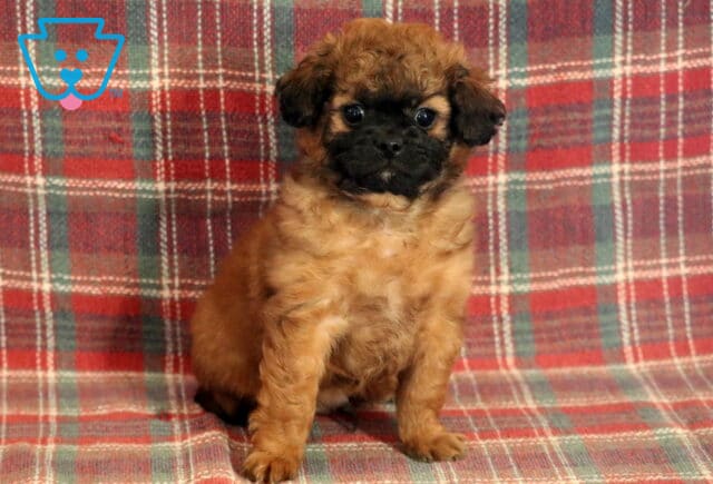 Sterling Poodle Mix image