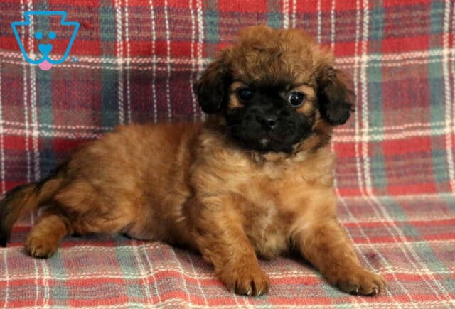 Sterling Poodle Mix2 image