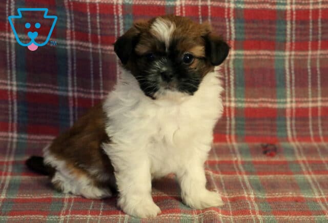 Stetson Poodle Mix image