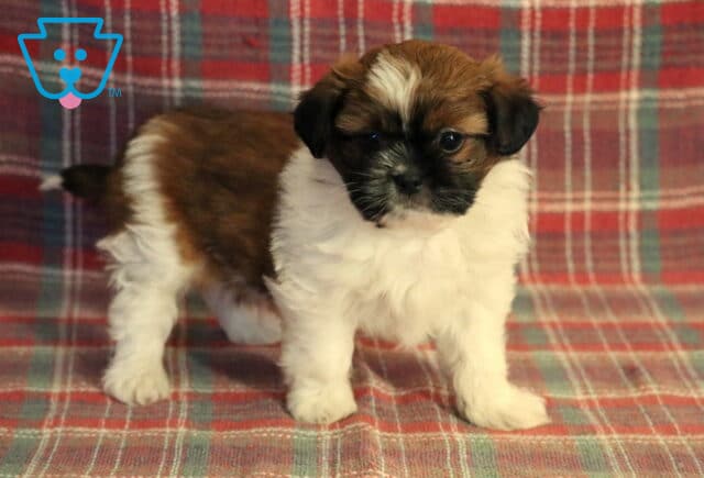 Stetson Poodle Mix2 image