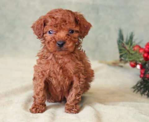 Storm Toy Poodle