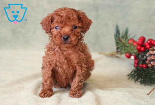 Storm Toy Poodle image