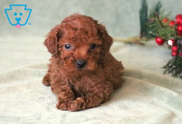 Storm Toy Poodle2 image