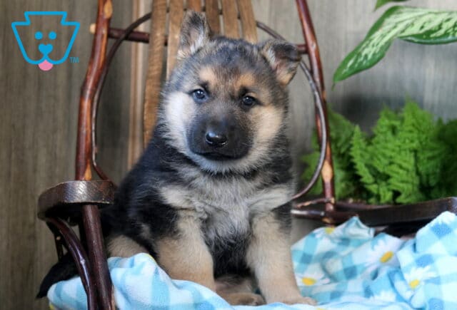 Stormy German Shepherd image