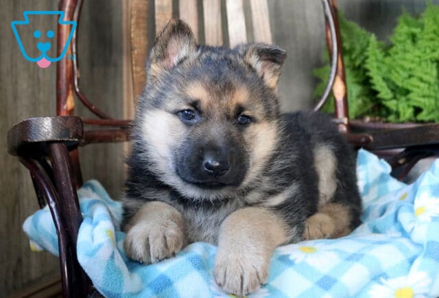 Stormy German Shepherd2 image