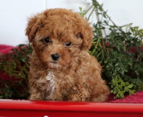 Sunshine Cavapoo