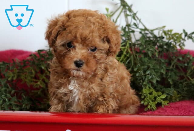 Sunshine Cavapoo image