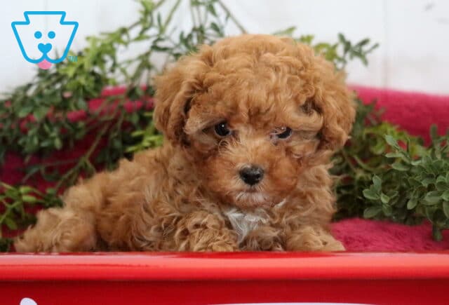 Sunshine Cavapoo2 image