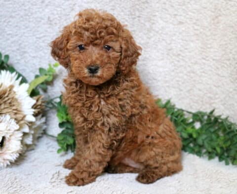 Apricot Mini Poodle puppy sitting on a soft neutral blanket beside floral decor and greenery, showing a curly coat and gentle expression.
