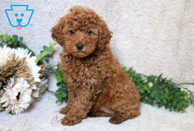 Apricot Mini Poodle puppy sitting on a soft neutral blanket beside floral decor and greenery, showing a curly coat and gentle expression. image