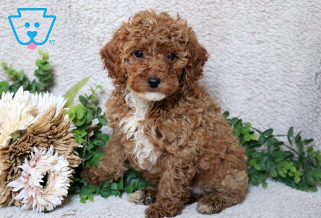 Apricot Mini Poodle puppy sitting on a soft neutral blanket beside cream-colored flowers and greenery, featuring a curly coat and a small white chest marking. image