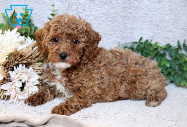 Apricot Mini Poodle puppy lying on a soft neutral blanket beside cream-colored flowers and greenery, showcasing a curly coat and a small white marking on the chest. image