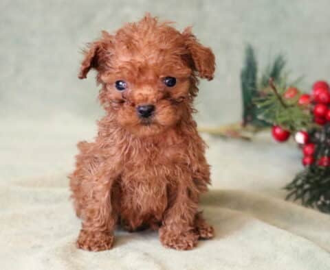 Sweet Pea Toy Poodle