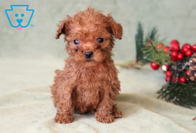 Sweet Pea Toy Poodle image