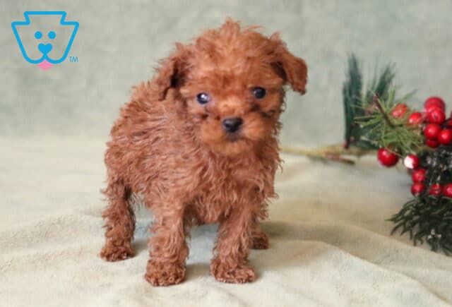 Sweet Pea Toy Poodle2 image