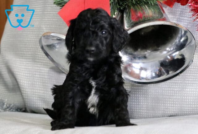 Sweetie Mini Goldendoodle image